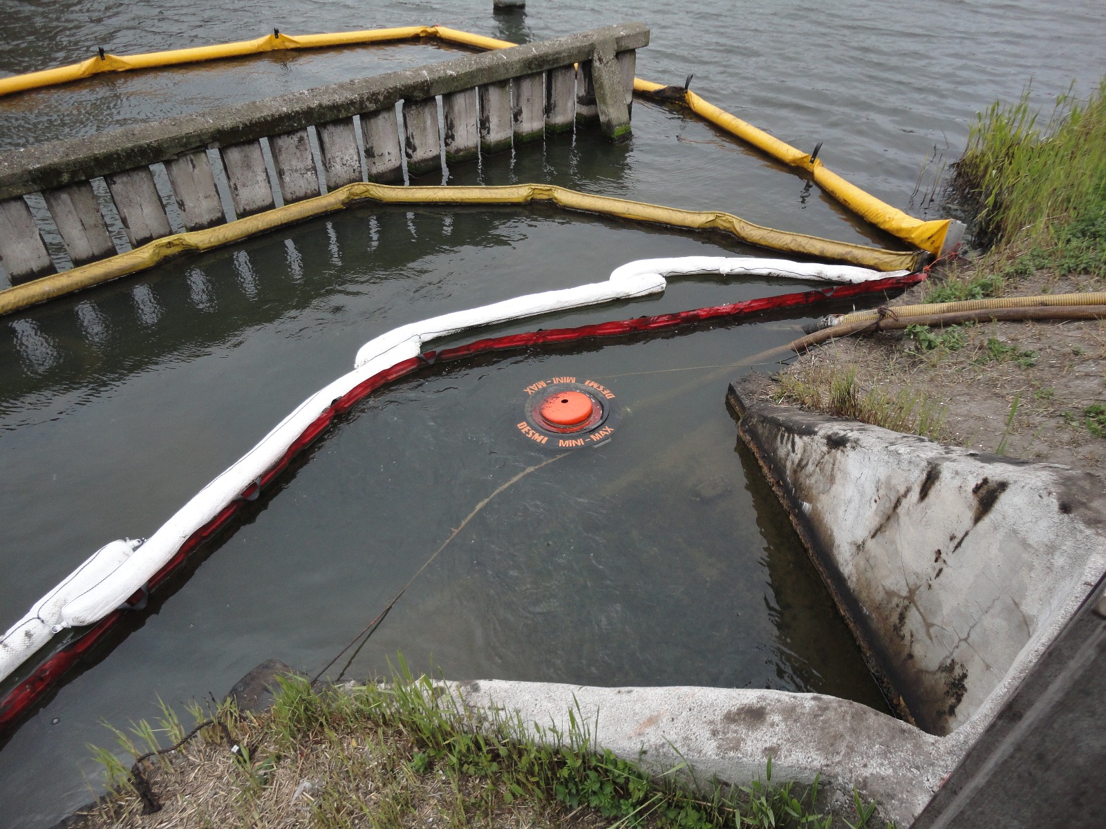 skimmers_DSC00213